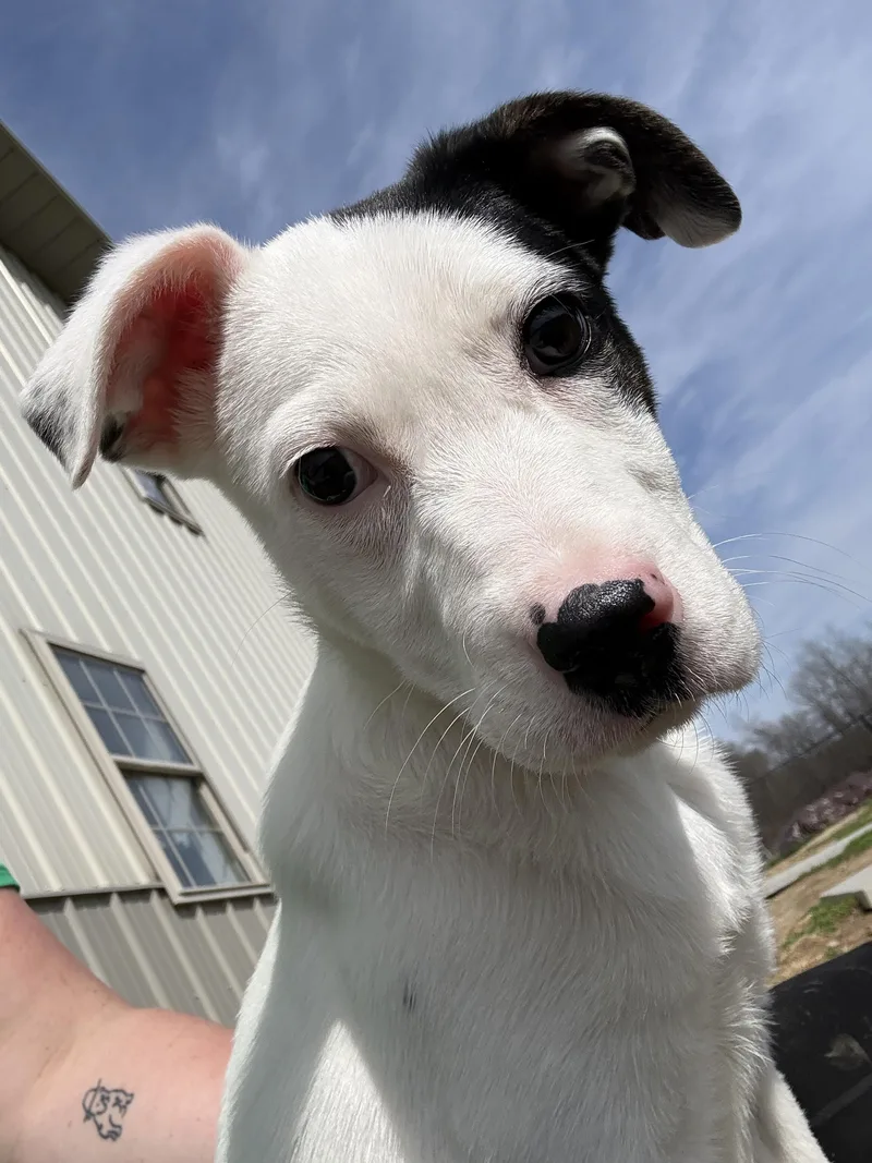 A young medium-sized female Dutch Shepherd dog named Poptart for adoption in Brazil, IN