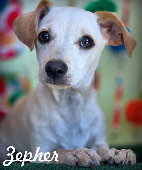 A baby small-sized male Dachshund dog named Zepher for adoption in Anaheim Hills, CA
