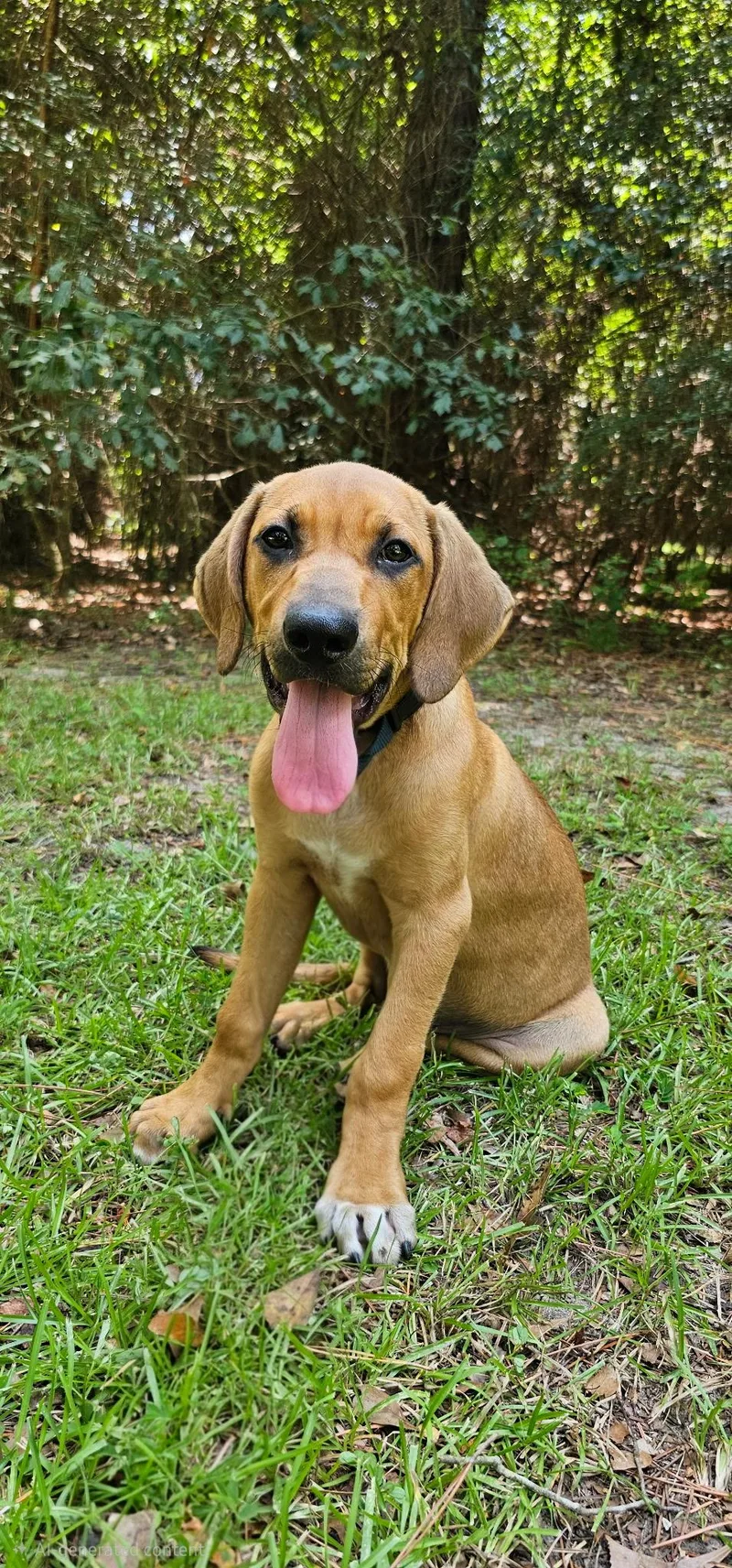 A baby medium-sized male Mixed Breed dog named Farley for adoption in BONIFAY, FL