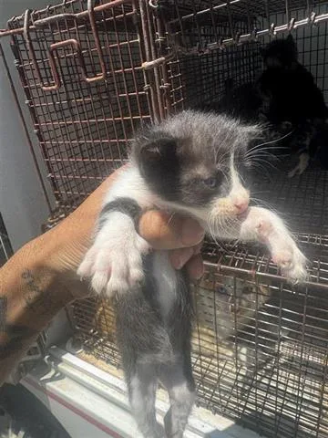 A baby small-sized male Domestic Short Hair cat named Miles for adoption in Houston, TX