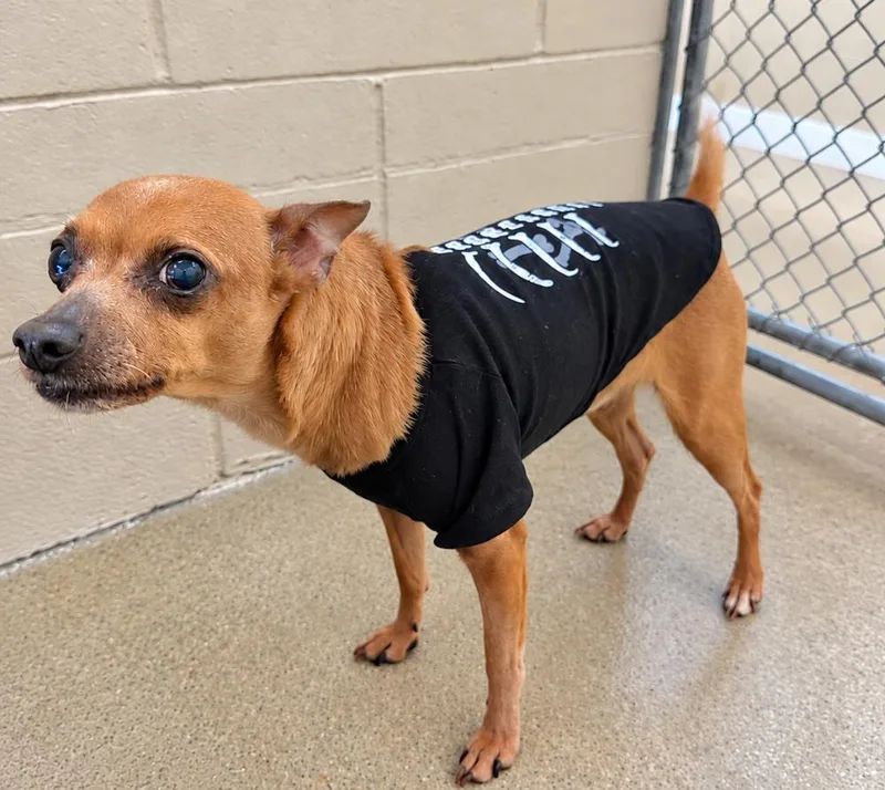 A senior small-sized male Golden Chihuahua dog named Jack for adoption in Cheboygan, MI