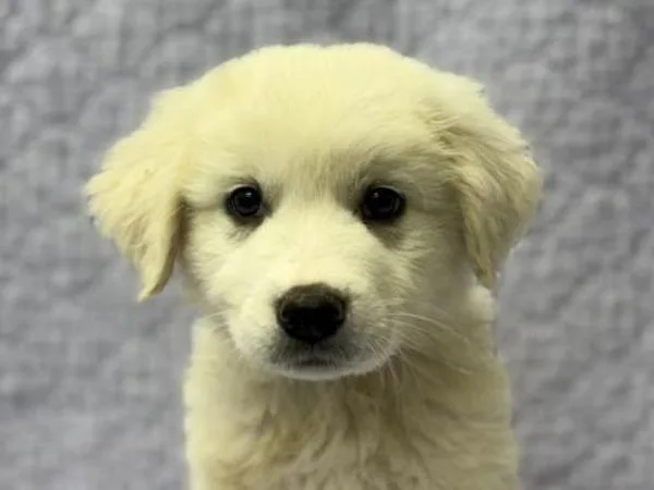 A baby small-sized male Great Pyrenees dog named Dug for adoption in Portland, OR