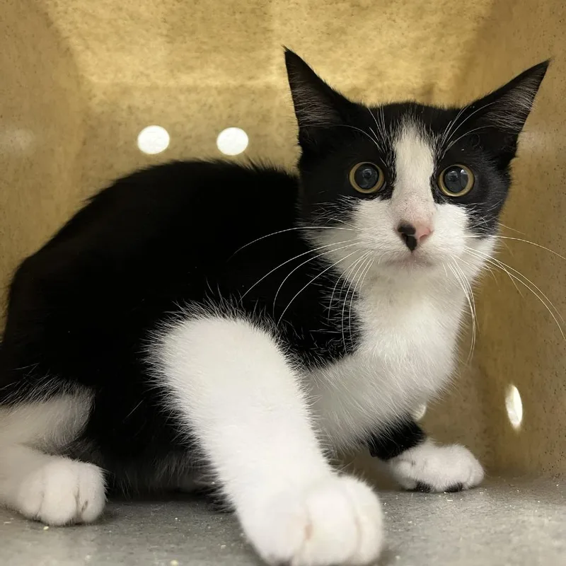 A baby small-sized male Black Domestic Short Hair cat named SVASStray for adoption in Verona, VA