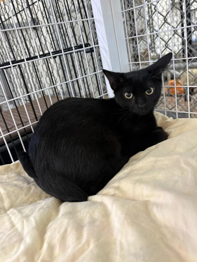 A baby medium-sized female Domestic Short Hair cat named Rosa Parks for adoption in Peoria, AZ