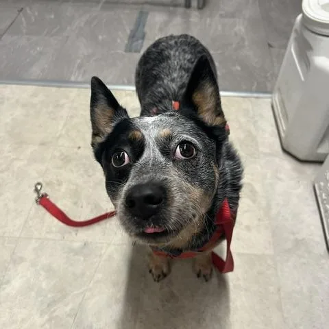 An adult medium-sized female Australian Cattle Dog / Blue Heeler dog named Ruby for adoption in Lake Panasoffkee, FL