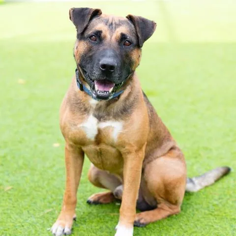 An adult large-sized male Pit Bull Terrier dog named Crawford for adoption in Camarillo, CA