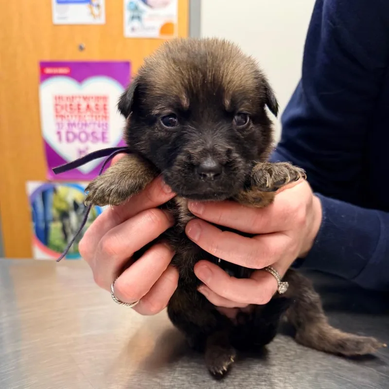 A baby small-sized female Brown / Chocolate Shepherd dog named Kara for adoption in Saint John, IN