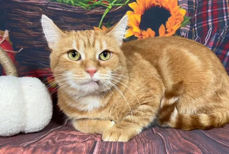 Marmalade thumbnail 2