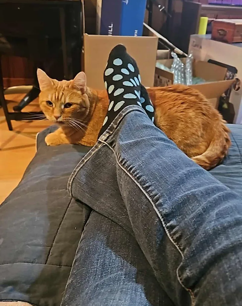 Marmalade thumbnail 5