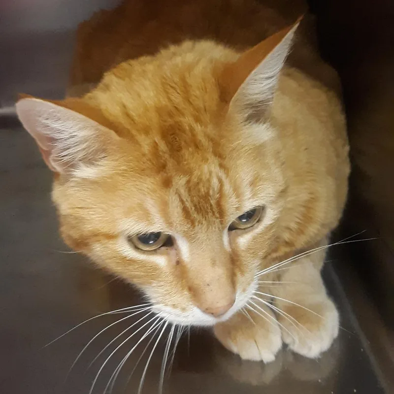 An adult large-sized male Orange / Red Domestic Short Hair cat named Harley for adoption in Spokane, WA