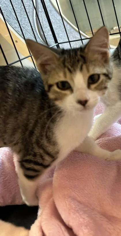 Yellow Fang thumbnail 2