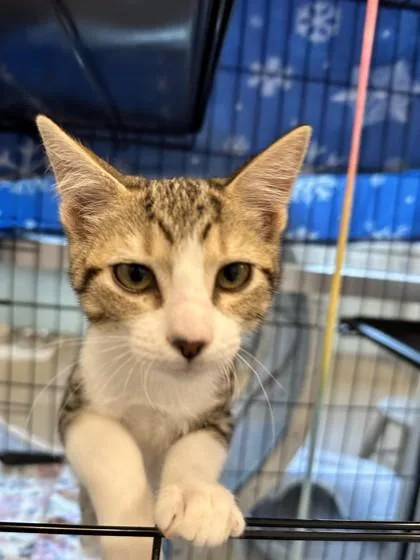 Yellow Fang thumbnail 3