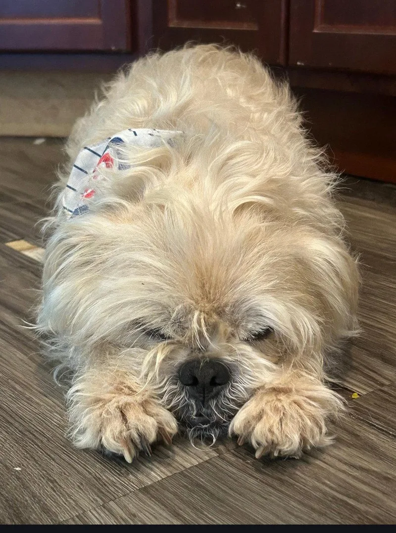 A senior small-sized male Shih Tzu dog named Jaxon for adoption in Wheaton, IL