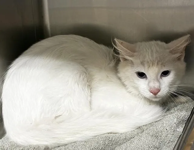 A young medium-sized male Domestic Medium Hair cat named Cotton for adoption in Upper Marlboro, MD
