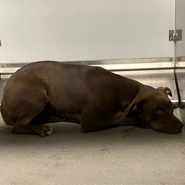 A young large-sized female Pit Bull Terrier dog named A for adoption in Modesto, CA