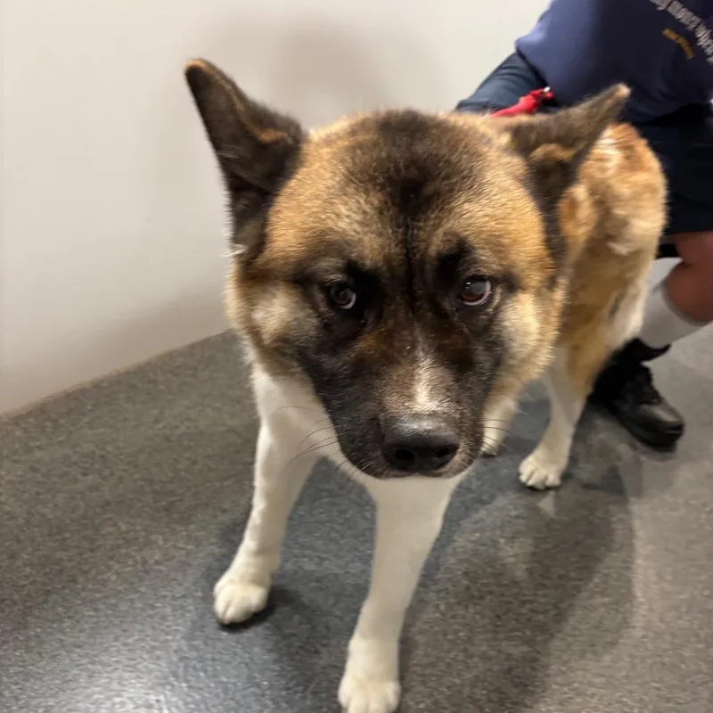 An adult medium-sized female White / Cream Akita dog named Roomba for adoption in Allentown, PA
