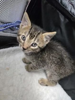 A baby small-sized male Domestic Short Hair cat named Luka for adoption in Gainesville, FL