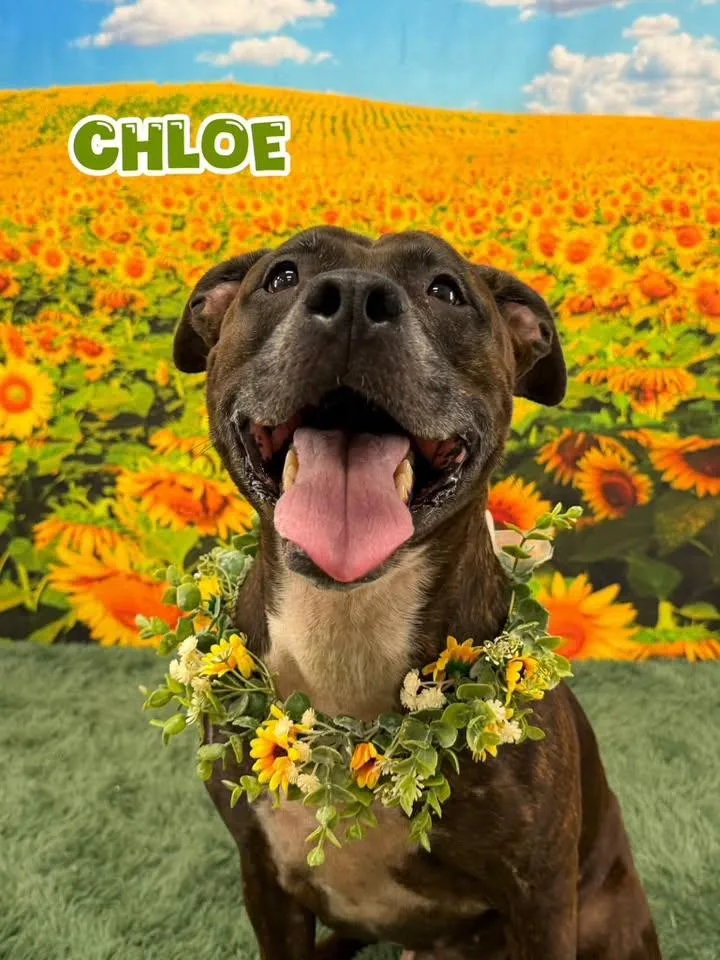 An adult medium-sized female Brown / Chocolate Mixed Breed dog named Chloe for adoption in Flint, MI