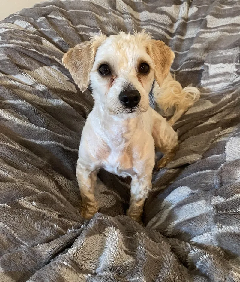 A young small-sized male Maltipoo dog named Rubert for adoption in Philadelphia, PA