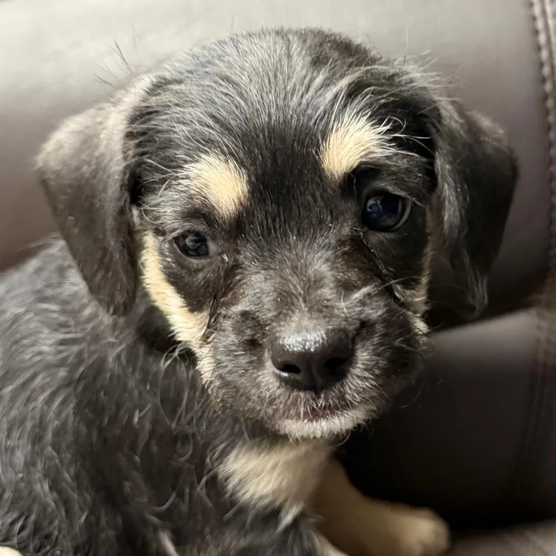 Mocha