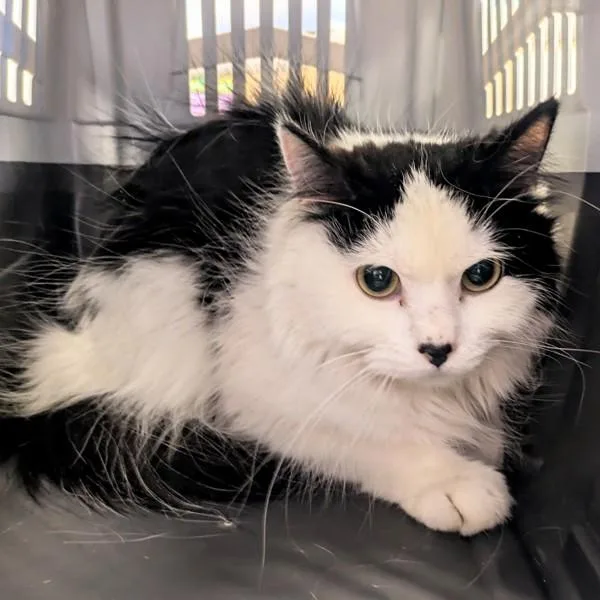 Snoopy  Bonded Buddy