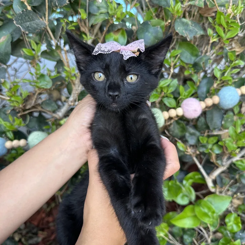 A baby small-sized female Black Domestic Short Hair cat named Chloe for adoption in South El Monte, CA