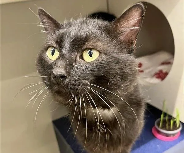 An adult medium-sized male Domestic Medium Hair cat named Russell for adoption in Saint Louis, MO