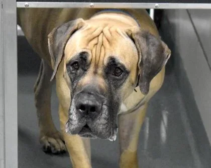 An adult large-sized male Mixed Breed dog named Duce for adoption in West Seneca, NY