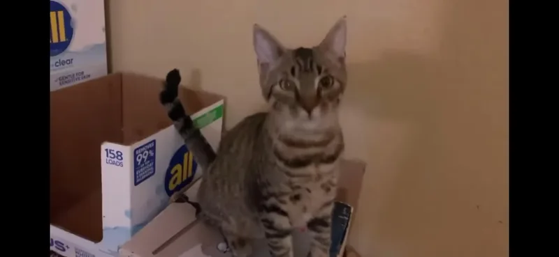 An adult large-sized male American Shorthair cat named Barton for adoption in Dixon, CA