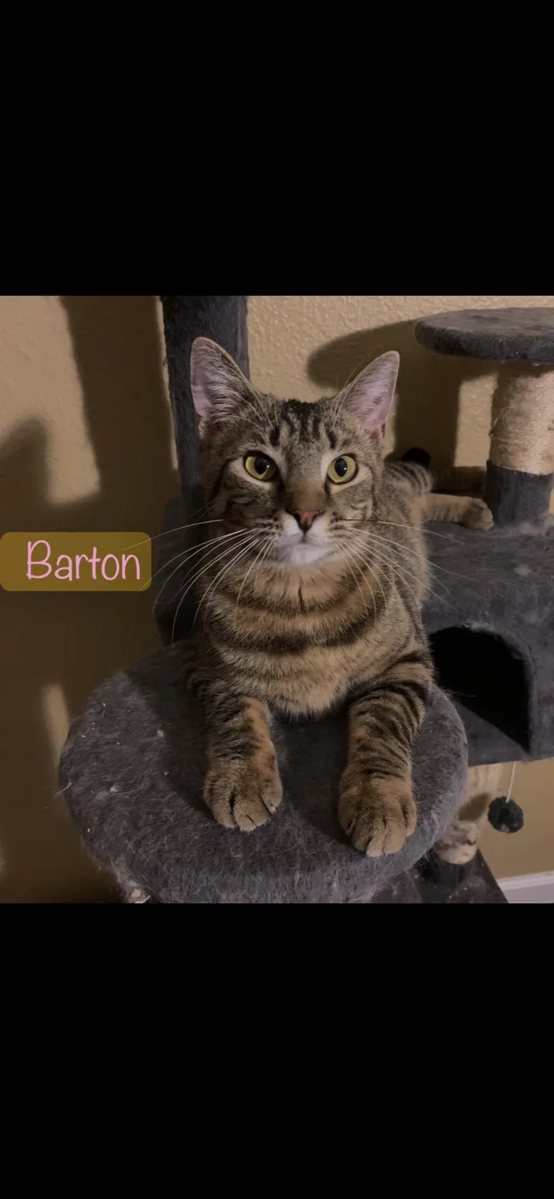 Barton thumbnail 5