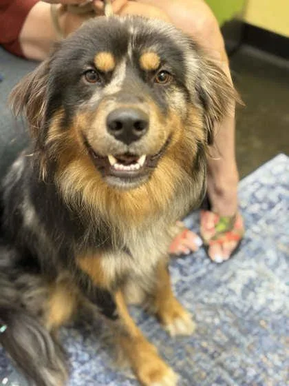 An adult medium-sized male Mixed Breed dog named Russell for adoption in Memphis, TN