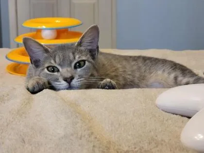 Pixie Pop thumbnail 2