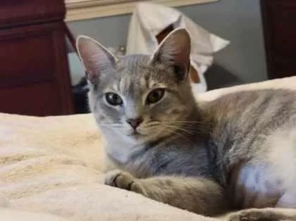 Pixie Pop thumbnail 3