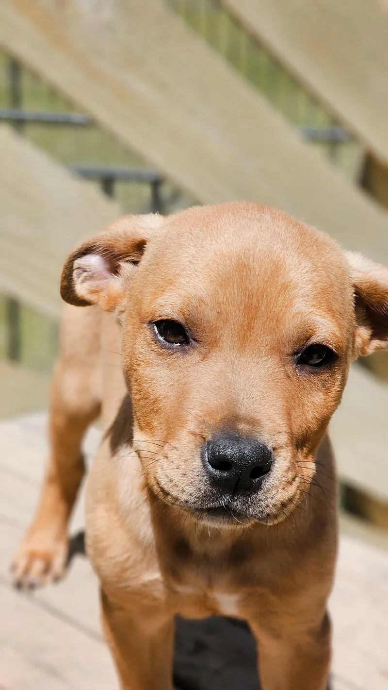 A baby medium-sized male Labrador Retriever dog named Benny for adoption in Cordova, TN