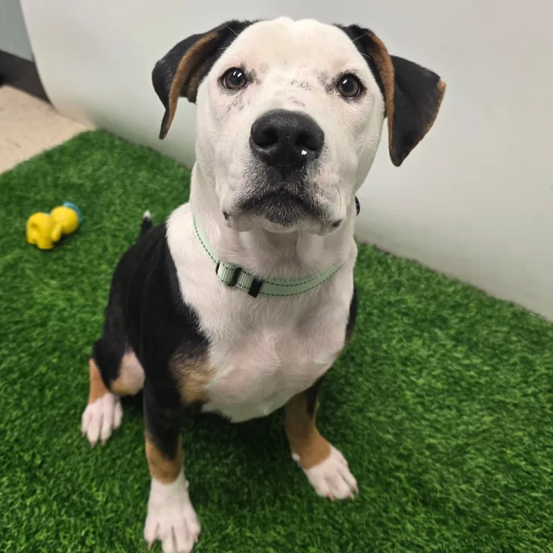 A young medium-sized male Black Mixed Breed dog named Ferris for adoption in Columbia, MO