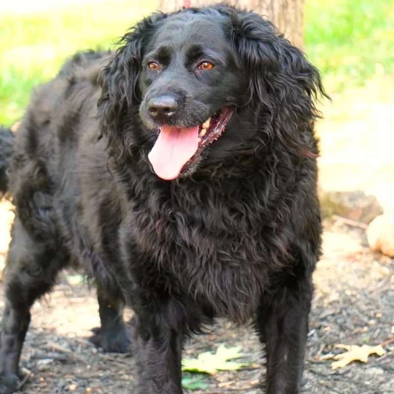 An adult large-sized female Black Mixed Breed dog named Endy for adoption in Evensville, TN