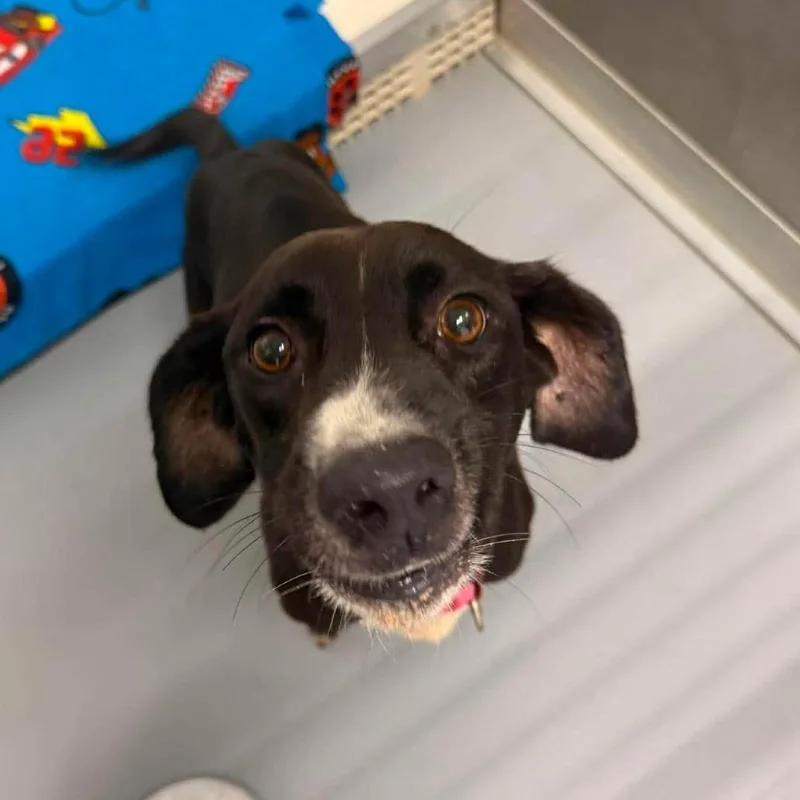 An adult medium-sized female Black Labrador Retriever dog named Moana for adoption in Rocky Mount, VA