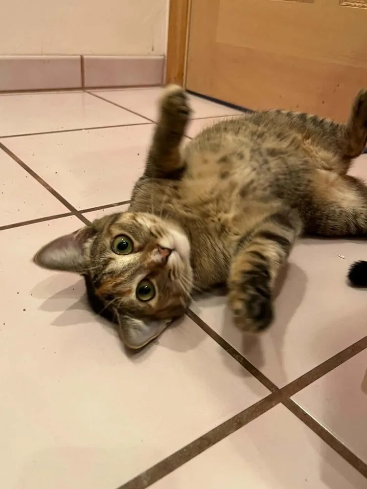 A young medium-sized female Domestic Short Hair cat named Trinket for adoption in tucson, AZ