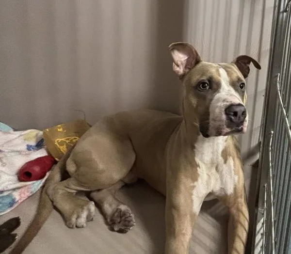 A young medium-sized male Mixed Breed dog named Ford for adoption in New York, NY