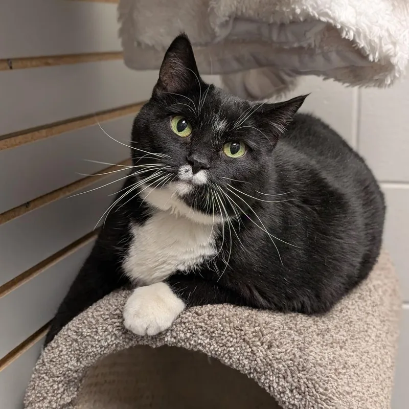 An adult extra large-sized male Black Domestic Short Hair cat named Whiskers for adoption in Brookfield, WI