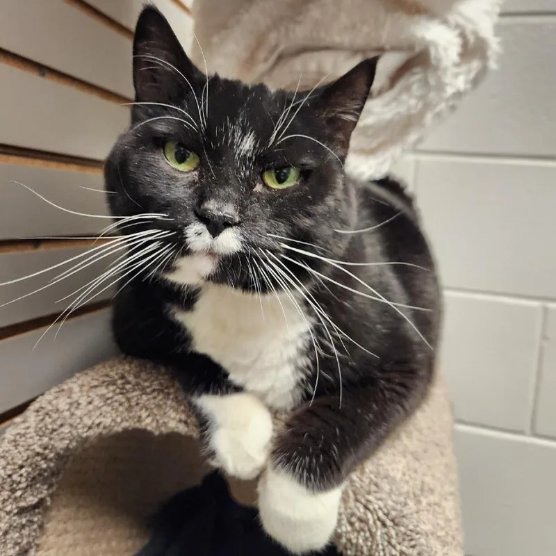 Whiskers thumbnail 2