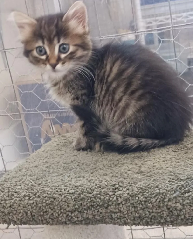 Sweetness thumbnail 2