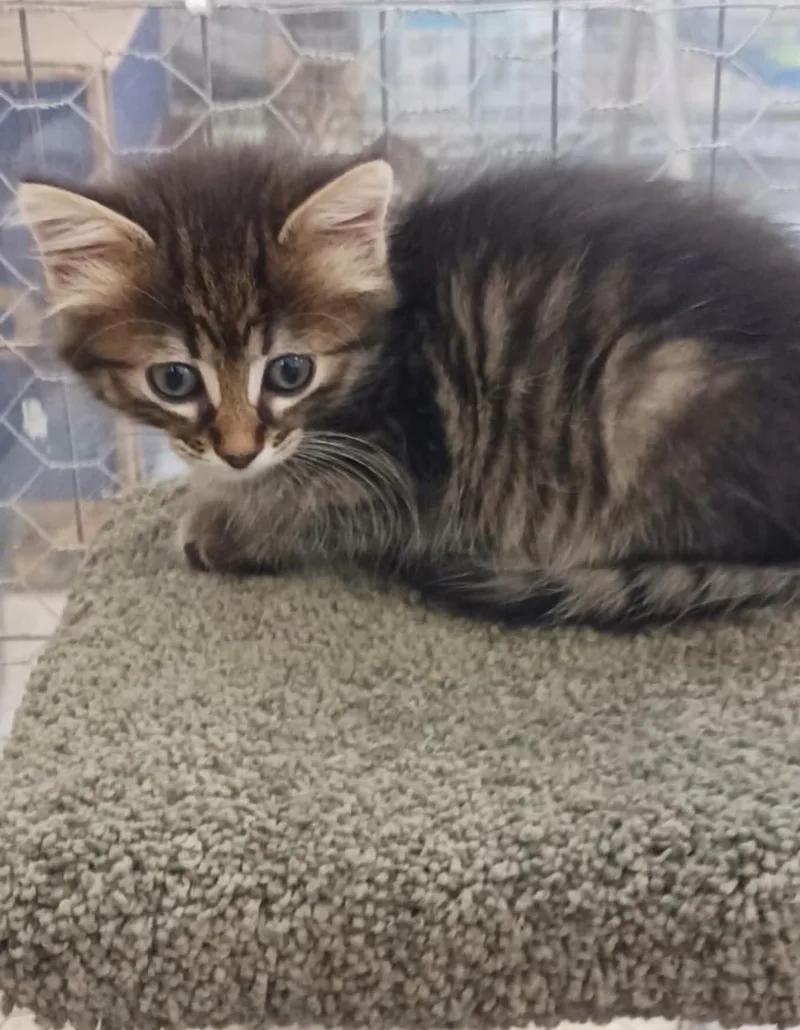 Sweetness thumbnail 3