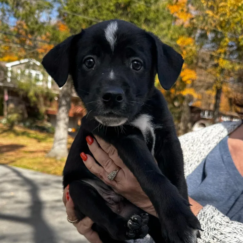 A baby medium-sized male Black Australian Cattle Dog / Blue Heeler named NY Ghost Bat avail for adoption in Stormville, NY