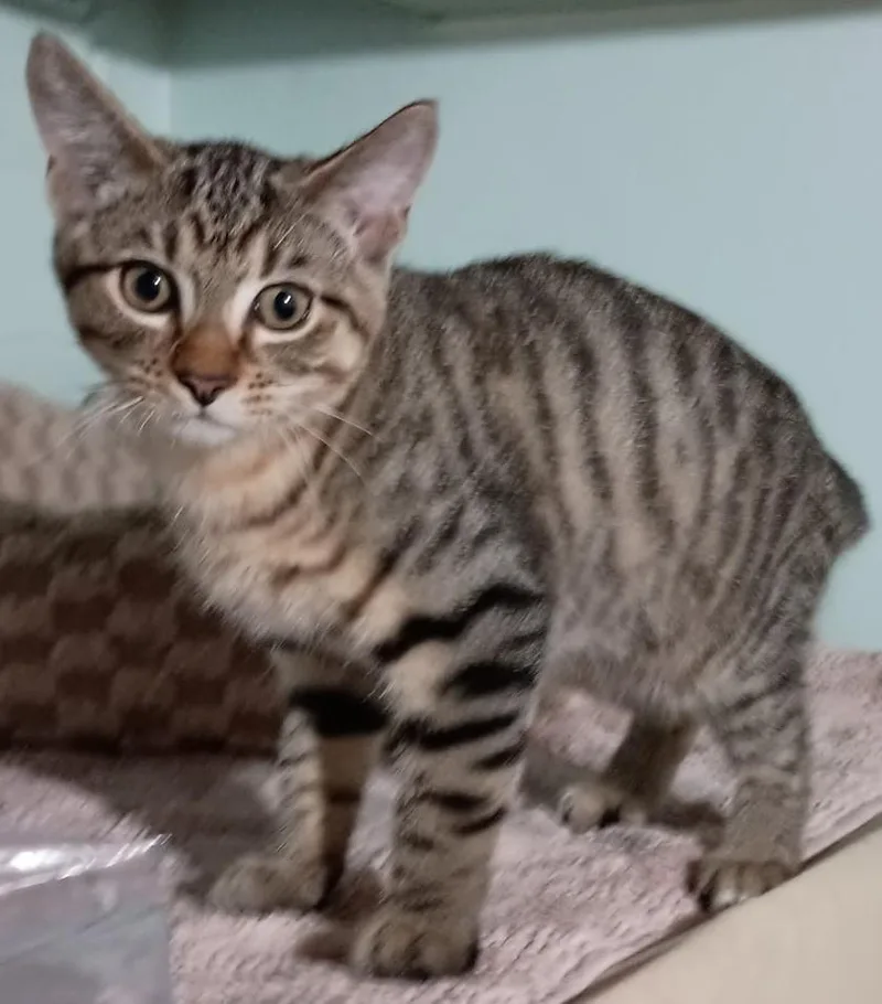 A baby medium-sized male Tabby (Brown / Chocolate) Domestic Short Hair cat named Soloman for adoption in Milwaukee, WI