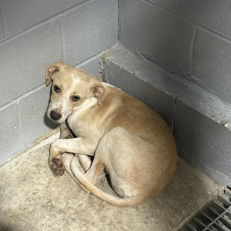 A young medium-sized male Hound dog named Nugget for adoption in Guntersville, AL