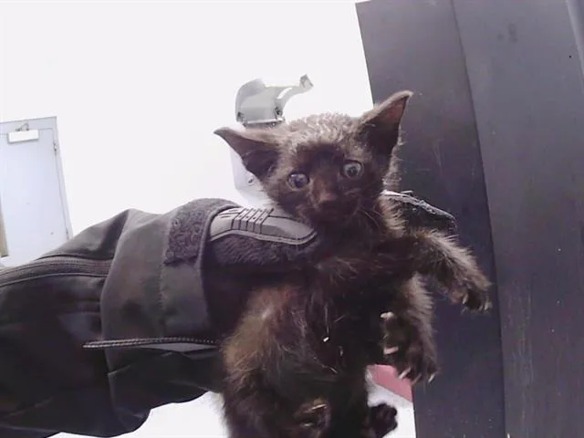 A baby small-sized female Domestic Short Hair cat named Lotus for adoption in Charlotte, NC
