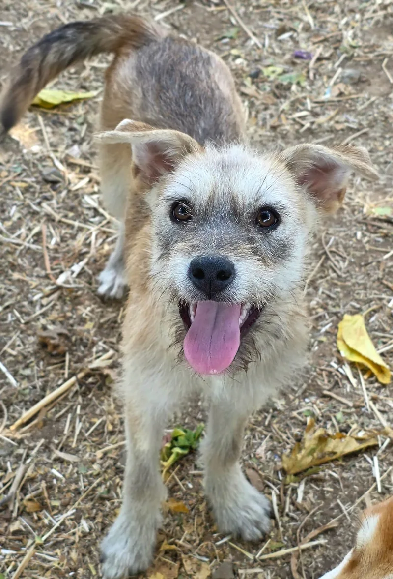 A baby small-sized female Terrier dog named Kimi for adoption in Penryn, CA