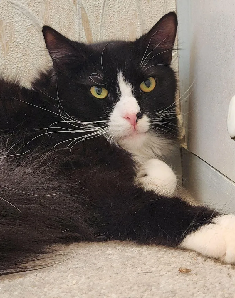 An adult extra large-sized male Black & White / Tuxedo Tuxedo cat named Oreo for adoption in Inez, KY