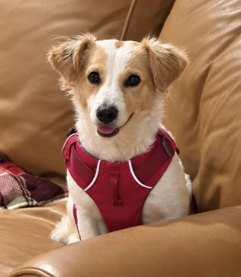 A young small-sized female Corgi dog named Whitney for adoption in Puyallup, WA